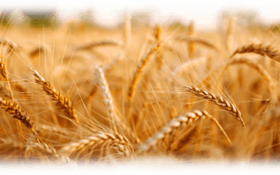 Weekly E-news – 28 July 2023