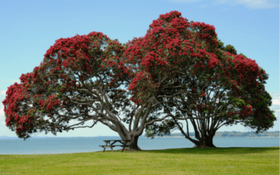 Weekly E-news for 22 December 2023