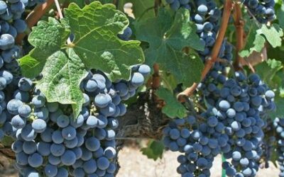 Weekly E-news for 26 April 2024